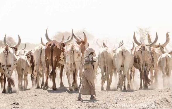 Livestock Services